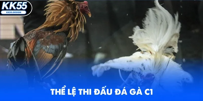 Đá Gà C1 - Chinh Phục Các Trận Chọi Kê Hot Nhất 2026 - Fovix