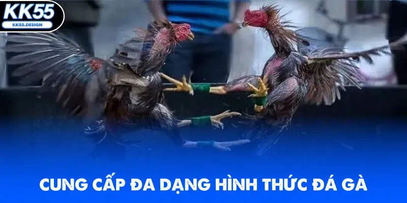 Đá Gà Thomo - Xem Live Các Trận Đấu Kịch Tính Tại KK55 - Fovix