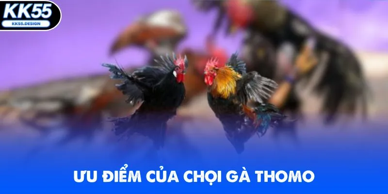 Đá Gà Thomo - Xem Live Các Trận Đấu Kịch Tính Tại KK55 - Fovix