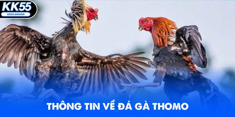 Đá Gà Thomo - Xem Live Các Trận Đấu Kịch Tính Tại KK55 - Fovix